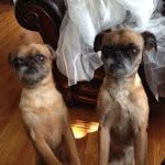 Lilly & Ginger Hebert - @gingerlillygriffs - Instagram