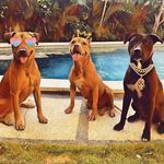 Ginger, Samson & Hendrix - @familyfluffettis - Instagram