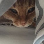 Hendrix AKA Cheesypuff - @hendrixthegingercat - Instagram