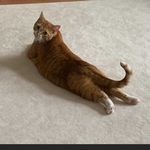 Jimi Hendrix - Ginger Cat - @jimihendrixgingercat - Instagram