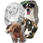Ginger, Henley, Abby, Max - @official_dogz_pawz - Instagram