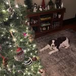 Ginger Hensley - @ginger.hens - Instagram