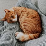 Herbert - @herberttheginger - Instagram