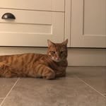 Herbert - @herbert_the_ginger_tom - Instagram