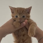 Sherbert 🧡 - @sherbertthegingerpuss - Instagram