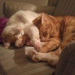 Bubbies and Flash Fellows - @dos_ginger_hermanos - Instagram
