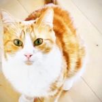 Herman The Female Cat - @herman_the_ginger_cat - Instagram