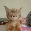 Herman the German - @gingercat_herman - TikTok