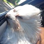Ginger Herron - @isit_istay_pet_sitting - Instagram
