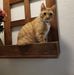 Virginia Higginbotham - Facebook