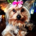 Gin🎀وę٣ - @gingerhighrollers - Instagram