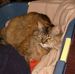 Ginger Heinrichs - Facebook