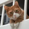 Hugo the gingercat - @gingerhugo - TikTok