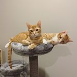 🐱Ginger & Honey🐱 - @ginger_nn_honey - Instagram