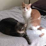 Ginger & Honey - @gingin_honeybuns - Instagram