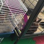 Ginger & Honey - @luv.bunnys - Instagram
