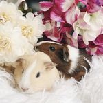 Ginger & Honey 🐹 - @gingerhoneypigs - Instagram
