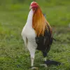 ginger 🫚 Honey 🍯 🐓🐓🐓 - @gingerhoney6 - TikTok