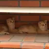 ginger_honey2 - @ginger_honey2 - TikTok