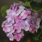 Ginger honey lemon - @ginger_honey_lemon - Instagram