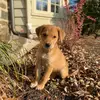 Ginger Honey the Sugar Puppy - @ginger_honey_pup - TikTok