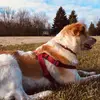 Gingerhoneyblue - @ginger.puppy.forever - TikTok