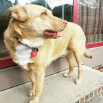 Ginger Hood - @ginger.wants.treats - Instagram