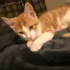 hood_ginger - @hood_ginger - TikTok