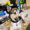 Evil_GingerX - @evil_gingerhook - TikTok