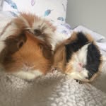 Ginger and Hope - @ginger_hope_1 - Instagram