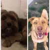 ❤️🐶🐶Ginger and Hope❤️🐕🐕 - @ginger_and_hope - TikTok