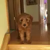 Ginger - @gingerhope12345678 - TikTok