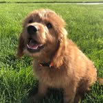 Ginger Hope🐾 - @gingerhopetheservicedog - Instagram