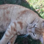 Ginger Hope - @patch.tresa - Instagram