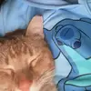 ginger n hope - @ginger_.n._hope - TikTok