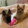 Ginger y Hope - @gingeryhope - TikTok