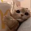 HopeGinger_Offical - @hope_gingeroffical - TikTok