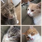 Smokey ginger hope mittens - @the_cat_gang16 - Instagram