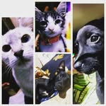 tobyinho/hope/ginger/dandara - @tobyas_hope_ginger_dandara - Instagram