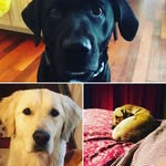 Ember,Ginger And Houston - @embergingerandhouston - Instagram