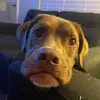 Ginger and Houston - @ginger_houston - TikTok