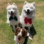 Ginger, Houston & Gabby - @gingers_training_adventures - Instagram