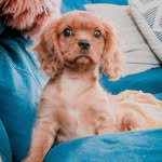 Ginger Poppy Houston - @imafancydog - Instagram