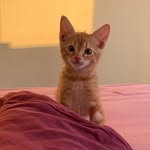 Houston - @houston_ginger_cat - Instagram