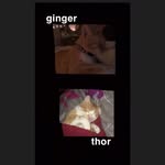 Thor Tiger & Ginger Houston💘 - @ginger_thor_0 - Instagram