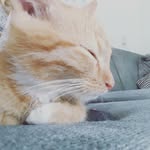Ginger Hummel - @ginger_hummel - Instagram