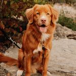 Ary Ginger Hunter - @ary.tollerhunter - Instagram