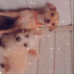 Ginger and Hunter 🥰 - @hunter_ginger______ - Instagram