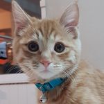 Ginger Hunter - @ginger_the_hunter - Instagram