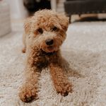 ginger hunter - @ginger.the.mini.poodle - Instagram